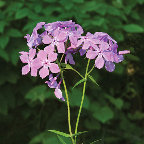 Phlox divaricata (Wild Sweet William)